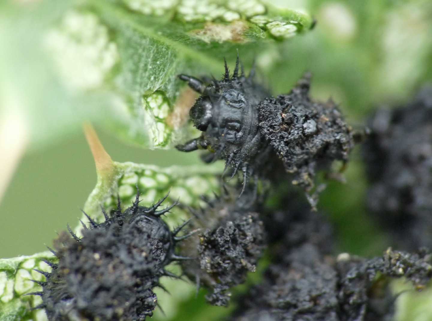 Cassida deflorata in riproduzione